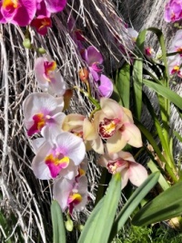 Orchids