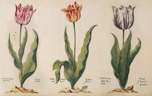 Tulips from the tulip book of P. Cos, 1637