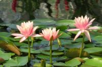 Pink Water Lilies.