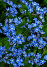 Forget Me Not Flowers (Mar17P05)