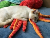 Thor sleeping on the squid