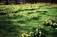 Old Photo of The Daffodils of Farndale