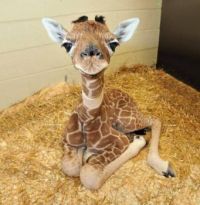 baby giraffe