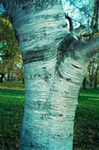 Tronc d'Arbre