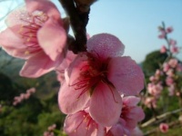 blooming tree in Mani Pruek