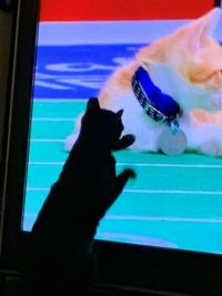 Minx watching the Kitten Bowl 2019