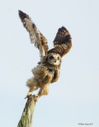 Short-eared OWL, Nanaimo BC - Photo Steve Lange Jan 2013