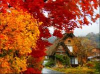 THEME:- Colours of Fall