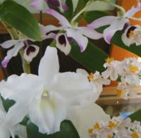 Three orchids in the kitchen