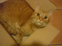 Filip v krabici