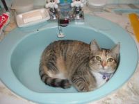 Boots relaxing in the sink