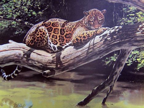  Jungle Jaguar In Tree