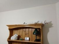 Lily the cat stories 377 - Chilling out on top