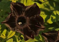 Black Petunia at Sunset