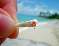 Tiny Hermit Crab