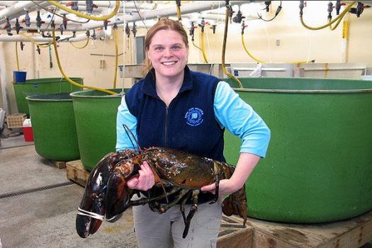 Huge Lobster caught in Maine 27 lbs