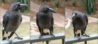 Currawong visit.