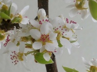 pear blossoms (perenbloesem)