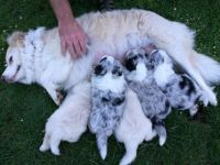 Feed time - my they have grown!