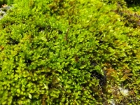Moss on Granite