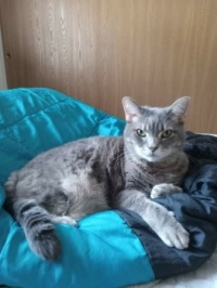 Monkee looks ready to swat you for your insousiance