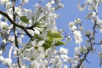 White Cherry Blossoms with Blue Sky