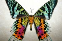 SUNSET MOTH-THE MOST BEAUTIFUL INSECT IN THE WORLD...