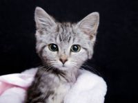 klein tabby-poesje 2