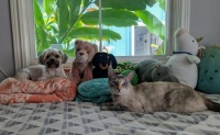 Miss Millie's gang