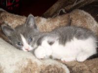 Smudge, the adorable