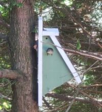 Birdhouse