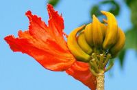 African Tulip Tree