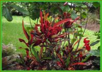 Tropical Foliage Plants