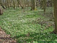 Early spring? - Bornholm