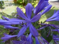 Agapanthus - purple 