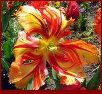 Parrot Tulip