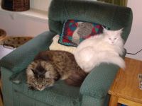 Iceman & Rocky share a chair, 2 of my Maine Coons