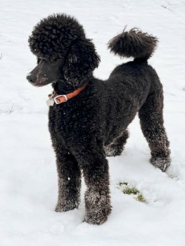 Poodle in Snow