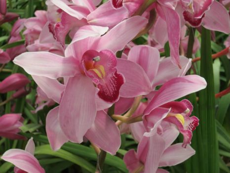 Pink orchids close up
