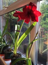 amaryllis