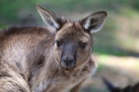 Kangaroo from SA
