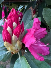 Nova Zembla Rhododendron