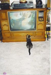 Baby Boy TV Trance