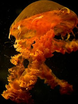 jellyfish-pacific