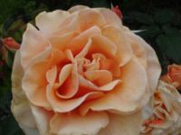 Sunset Centennial Celebration Rose