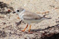 Piping Plover IMG_8359