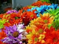 Vibrant Flowers