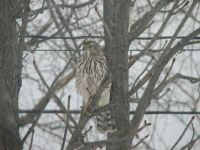Sharp Shinned Hawk