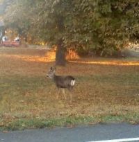 Buck by my car, it's almost like he was posing for me.