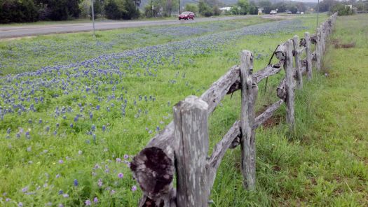 Texas wildflowers